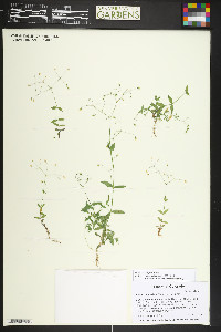 Stellaria irrigua image