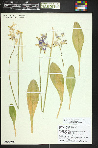 Dodecatheon pulchellum image