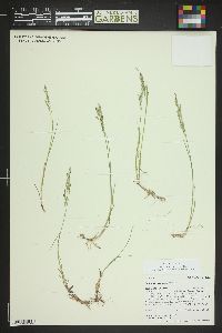 Poa arctica image