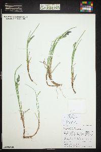 Poa arctica image