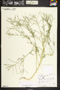 Lepidium alyssoides image