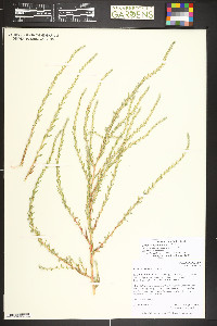 Bassia scoparia image