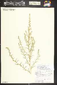 Bassia scoparia image