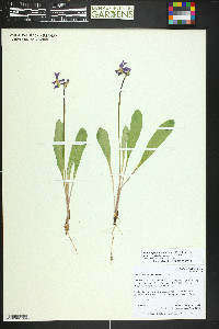 Primula pauciflora image