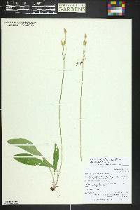 Primula pauciflora image