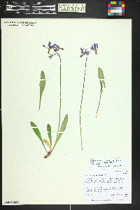 Primula pauciflora image