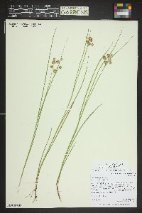 Juncus nodosus image