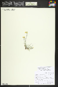 Physaria montana image