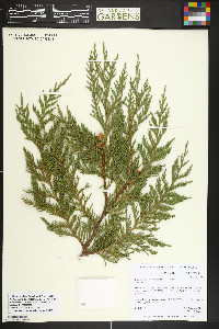 Xanthocyparis nootkatensis image