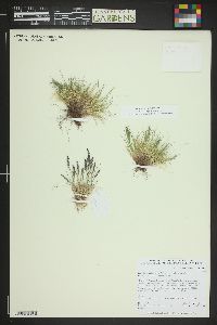 Poa glauca subsp. rupicola image