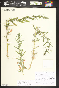 Bassia scoparia image