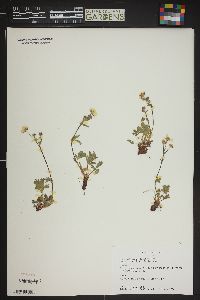 Potentilla diversifolia image