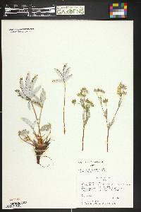 Potentilla pulcherrima image