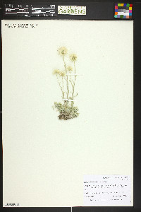 Antennaria luzuloides image