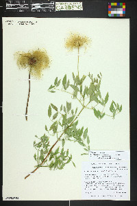 Clematis scottii image