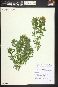 Chamaecytisus hirsutus image