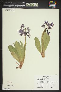 Primula parryi image