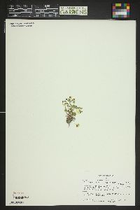 Saxifraga rivularis image