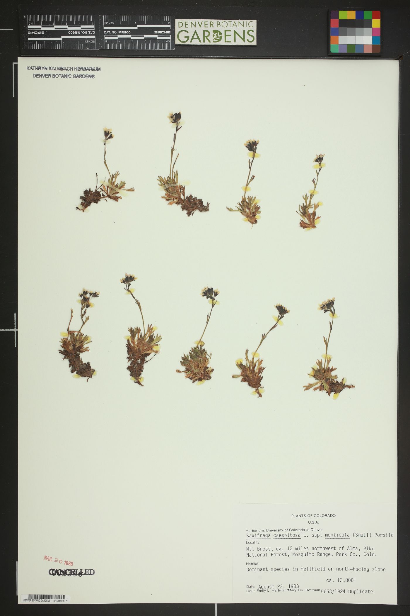 Saxifraga monticola image
