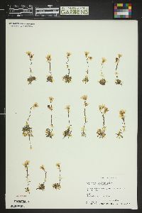 Saxifraga chrysantha image