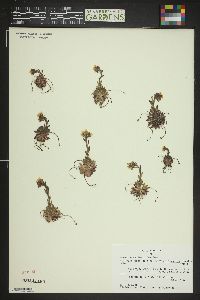 Saxifraga flagellaris subsp. platysepala image