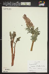 Corydalis caseana image