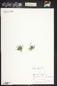 Cherleria biflora image