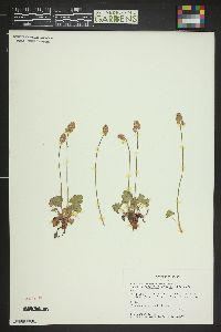 Heuchera parvifolia image