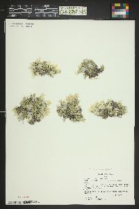 Phlox pulvinata image