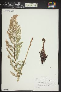 Athyrium distentifolium image