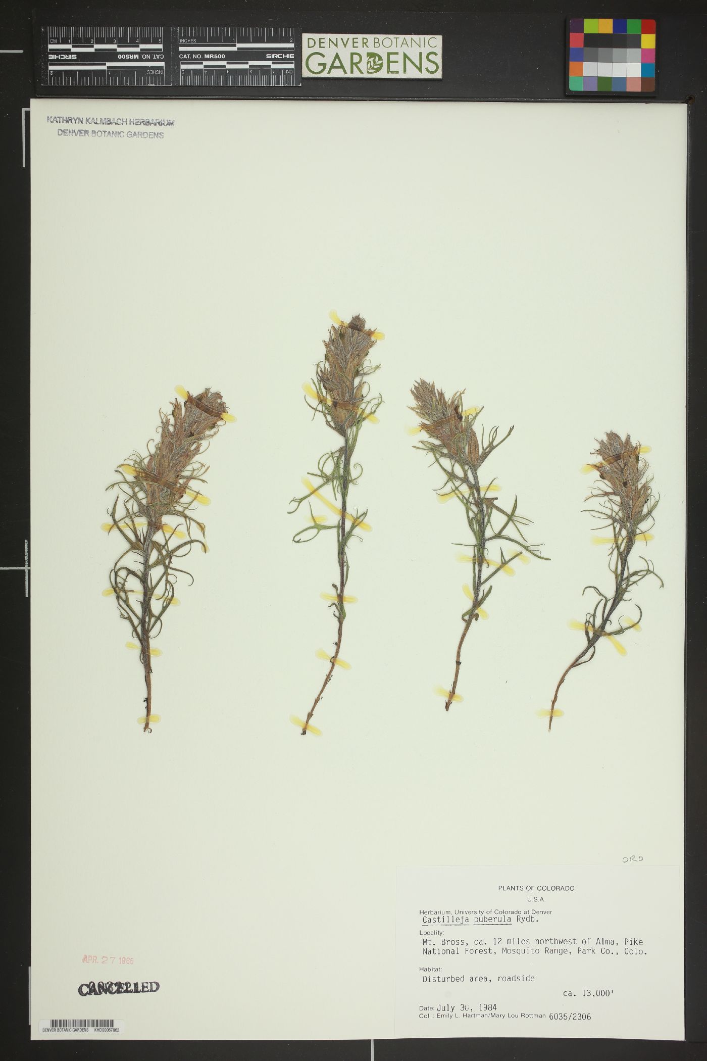 Castilleja puberula image