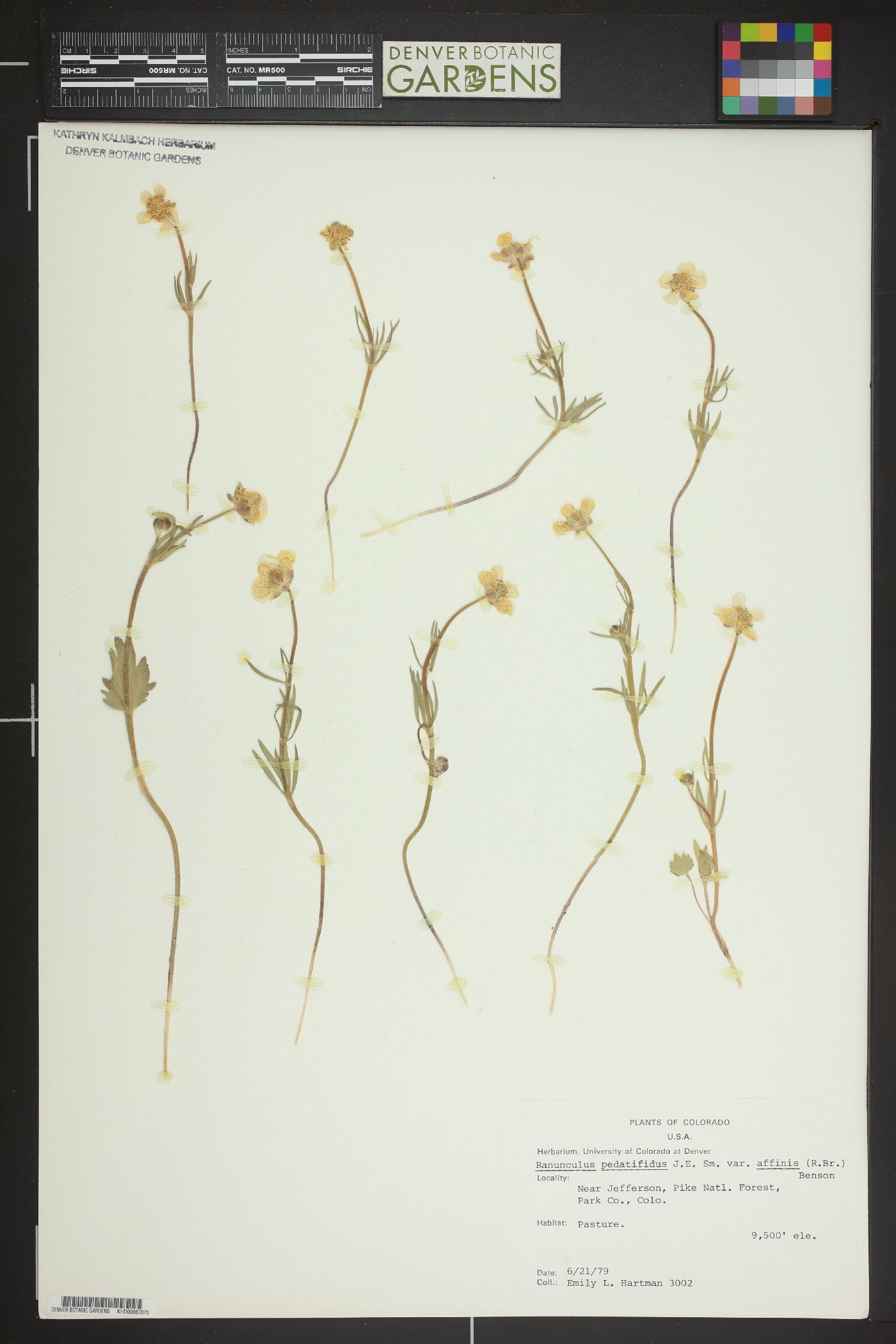 Ranunculus pedatifidus var. affinis image