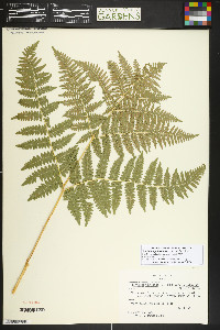 Pteridium aquilinum subsp. latiusculum image