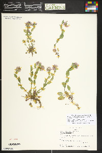 Noccaea fendleri image