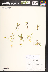 Taraxacum scopulorum image