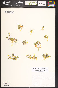 Stellaria sanjuanensis image