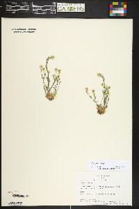Draba cana image