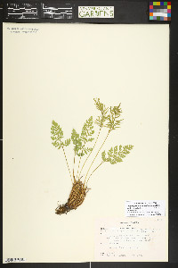 Cryptogramma acrostichoides image