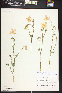 Aquilegia chrysantha image