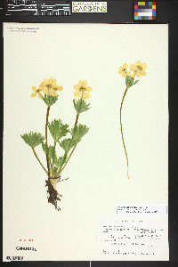 Anemonastrum zephyrum image