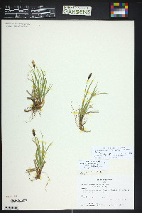 Carex scirpoidea subsp. pseudoscirpoidea image