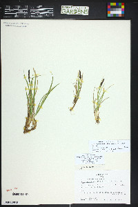 Carex scirpoidea image