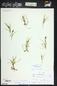 Carex scirpoidea subsp. pseudoscirpoidea image