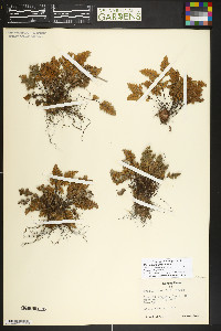 Myriopteris gracilis image