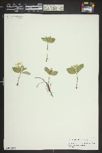 Cornus sericea subsp. sericea image