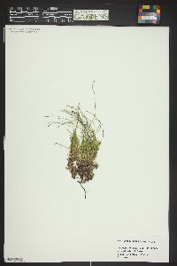 Equisetum scirpoides image