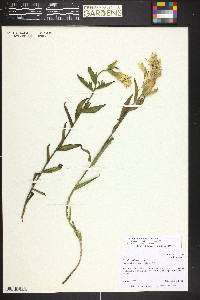 Castilleja septentrionalis image