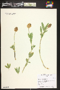 Trifolium gymnocarpon image