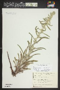 Oreocarya virgata image