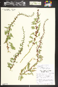 Chenopodium virgatum image